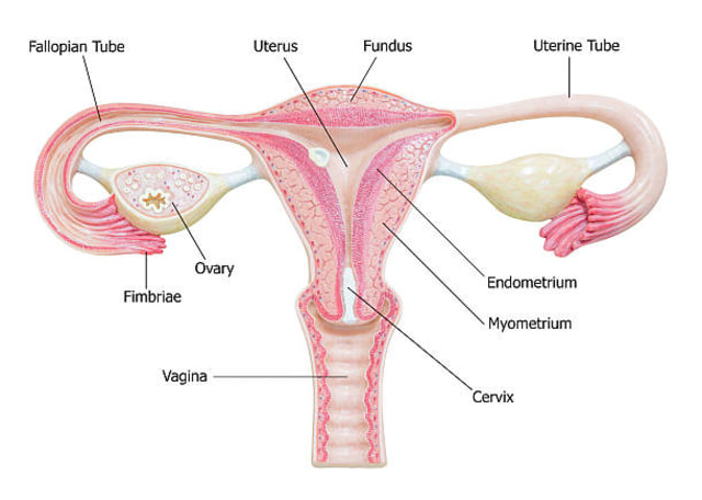 Yang reproduksi merupakan sebagai uterus berfungsi organ wanita Bagian