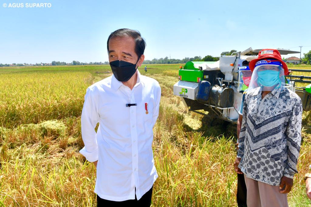 Presiden Jokowi melakukan peninjauan panen raya petani padi yang sawahya terletak di sekitar kawasan  Jln Bango Dua-Widasari, Bangodua, Indramayu. Foto: Dok. Agus Suparto