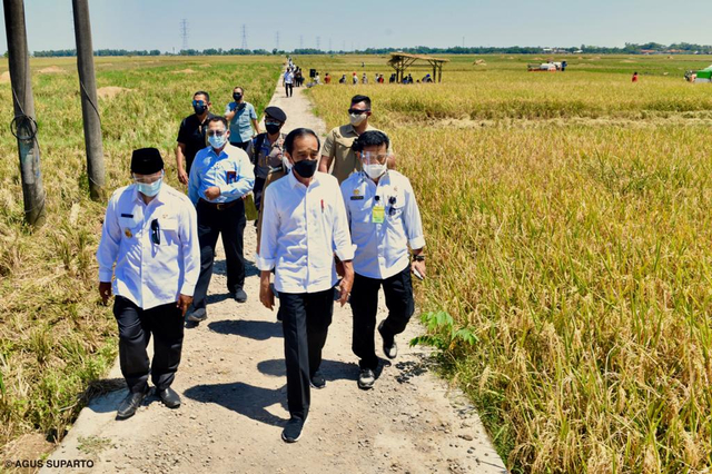 Presiden Jokowi melakukan peninjauan panen raya petani padi yang sawahya terletak di sekitar kawasan  Jln Bango Dua-Widasari, Bangodua, Indramayu. Foto: Dok. Agus Suparto