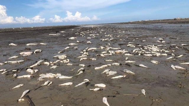 Ribuan ikan di Pantai Kualu Indah mati mendadak. Foto: Facebook Muhammad Afandi