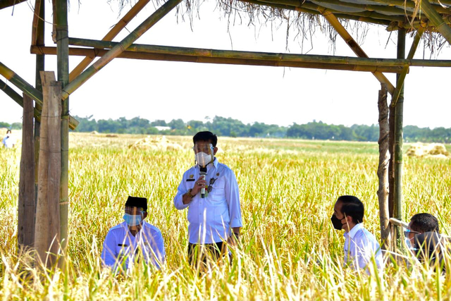Jokowi Senang Produktivitas Padi Tinggi dan Harga Gabah Petani Naik (49300)