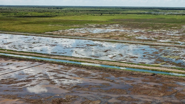 Foto udara jaringan irigasi di kawasan lumbung pangan nasional 'food estate' Dadahup di Kabupaten Kapuas, Desa Bentuk Jaya, Kalimantan Tengah, Rabu (21/4). Foto: Makna Zaezar/Antara Foto