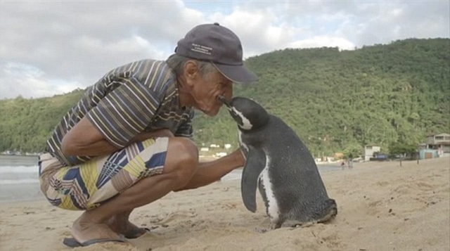 Penguin Magellan dan sahabatnya Joao Pereira de Souza. Foto: Joao Paulo Krajewski/Globol TV