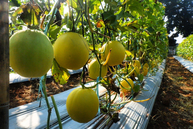 Hari Ini, Agrowisata Melon Unila Resmi Dibuka untuk Masyarakat Umum (333928)