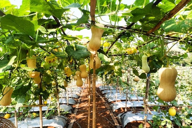 Hari Ini, Agrowisata Melon Unila Resmi Dibuka untuk Masyarakat Umum (333929)