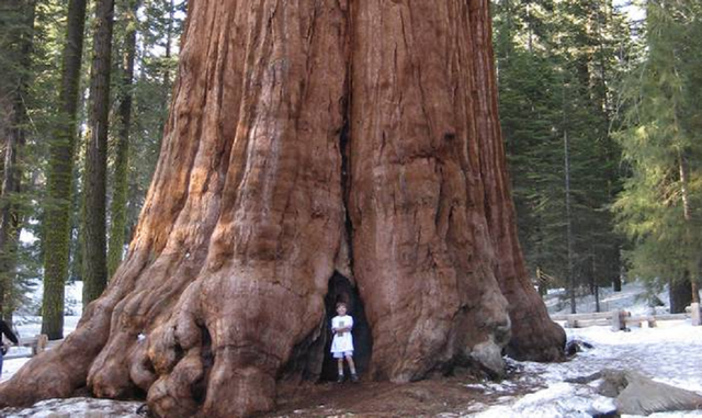 Pohon terbesar di dunia, Sequoiadendron giganteum. Foto: wikipedia/neal paris