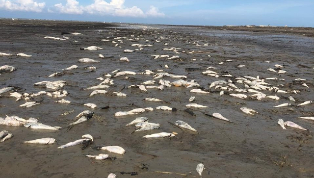 Ribuan ikan mati di kawasan wisata pantai di Batubara. (Istimewa)