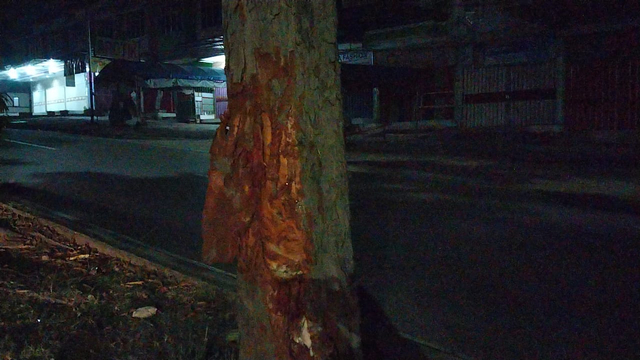 Pelaku Tabrak Lari Dikejar Kakak Korban hingga Tabrak Pohon di Kemiling (721332)