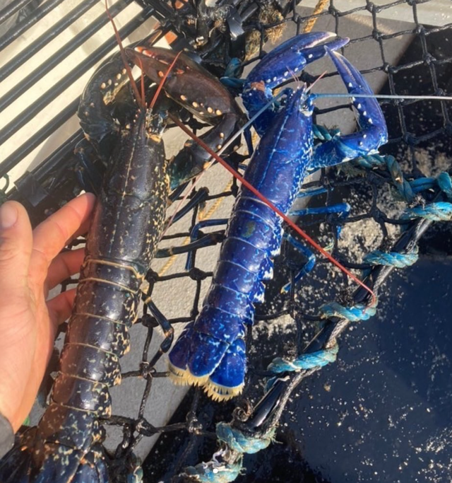 Nelayan Tangkap Lobster Biru Super Langka, Awalnya Dikira Ikan (29284)