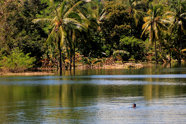 Seorang pria sedang berenang di danau baru yang muncul dampak dari Siklon Tropis Seroja di Kota Kupang, NTT, Jumat (23/4/2021). Foto: Kornelis Kaha/ANTARA FOTO