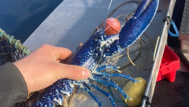 Lobster biru. Foto: National Lobster Hatchery, UK/Instagram