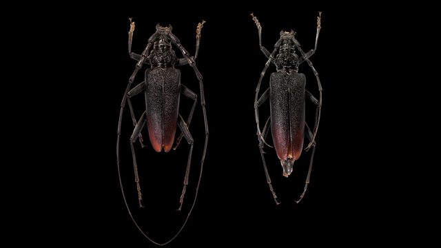 Jenis kumbang great capricorn dengan nama ilmiah Cerambyx cerdo | Wikimedia Commons/Didier Descouens (CC) 