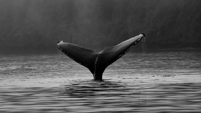 Gambar ilustrasi ekor ikan paus. Foto: Unsplash/@t_lipke