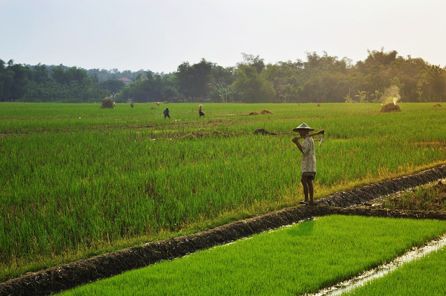 Petani Padi Sawah (Pixabay)