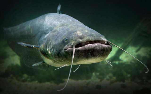 Ilustrasi ikan lele. Foto: Pixabay