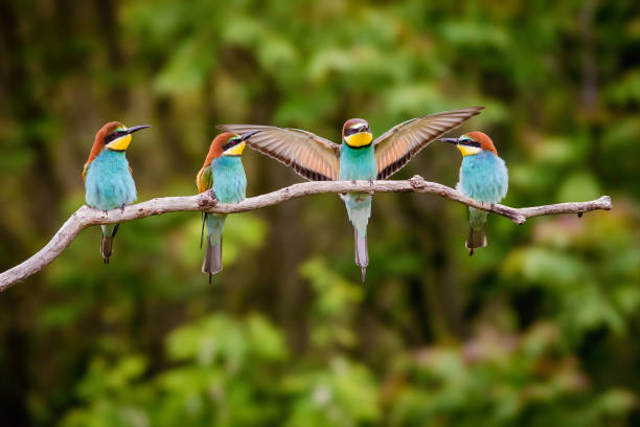 Ilustrasi burung kicau. Foto: Getty Images 