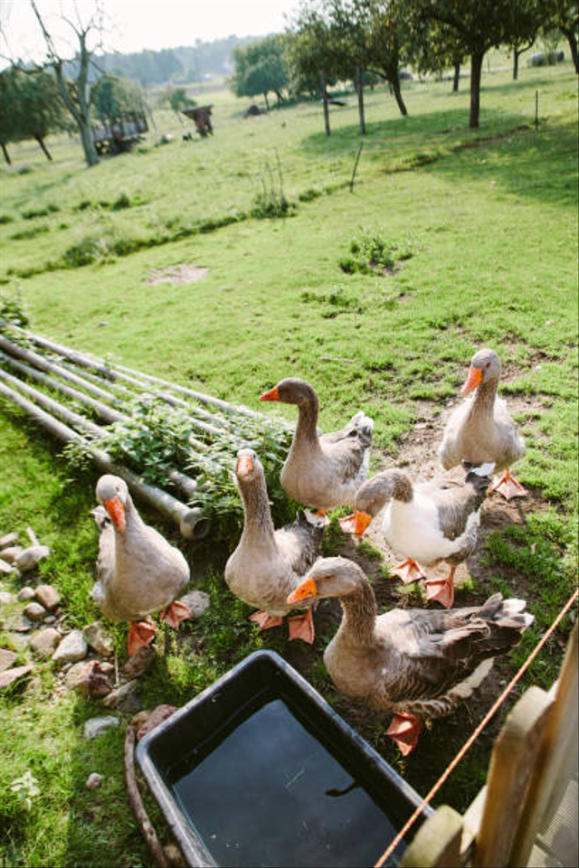 Ilustrasi peternakan bebek. Foto: Getty Images 