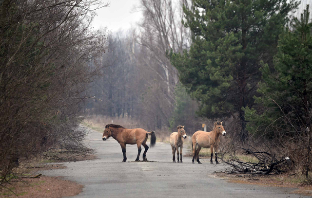 Kuda Przewalski berkeliaran di dekat jalan hutan di zona Chernobyl pada 13 April 2021. Foto: SERGEI SUPINSKY/AFP