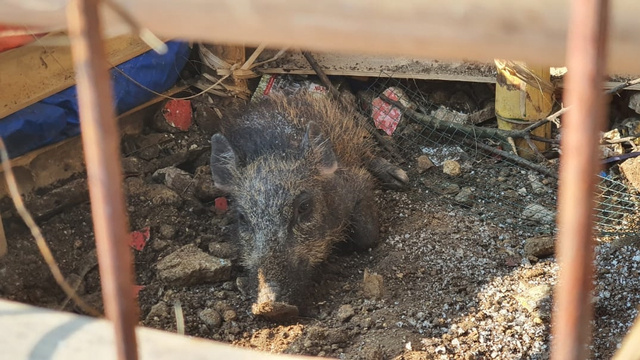 Babi ngepet yang diamankan warga RT2/4, Kelurahan Bedahan, Kecamatan Sawangan, Kota Depok. Foto: Dok. Istimewa