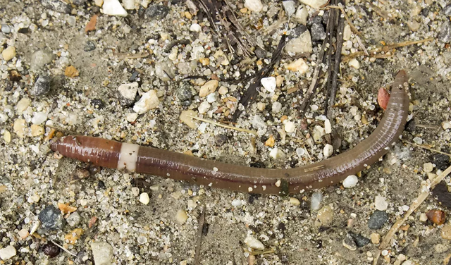 Cacing gila invasif yang terlihat di Wisconsin.  Foto: UW Madison Arboretum/Susan Day