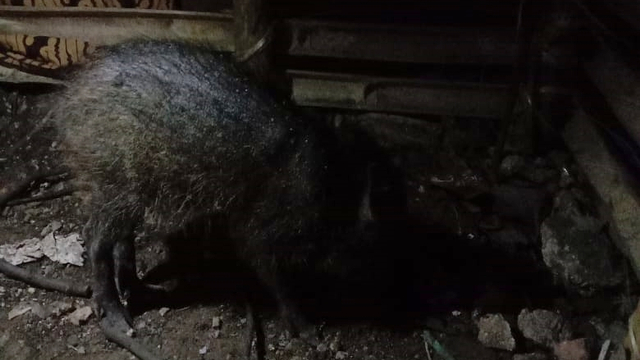 Diduga babi ngepet ditangkap warga Bedahan, Sawangan, Depok. Selasa (27/4). Foto: Dok. Istimewa
