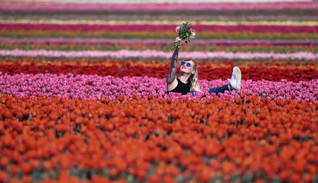 Ladang bunga Tulip bermekaran di Jerman. Foto: AFP/Ina Fassbender