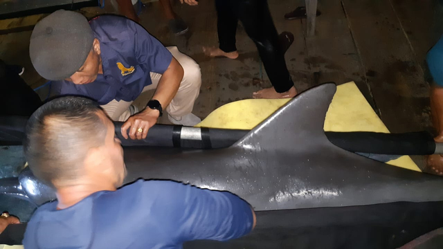 Proses evakuasi Lumba-lumba oleh BKSDA Bali - IST