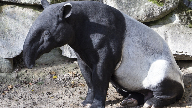 Tapir sumatera. Foto: Pixabay