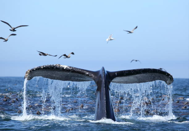 Ilustrasi kisah Nabi Yunus yang ditelan seekor paus Foto: iStock