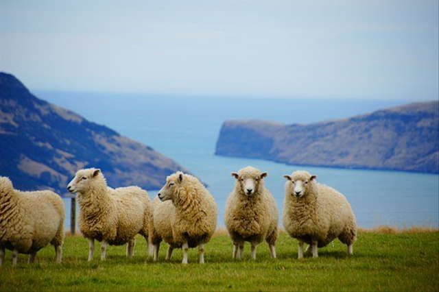 Kumpulan domba, dok: pixabay