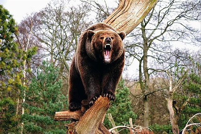Beruang di hutan. Foto: pinterest