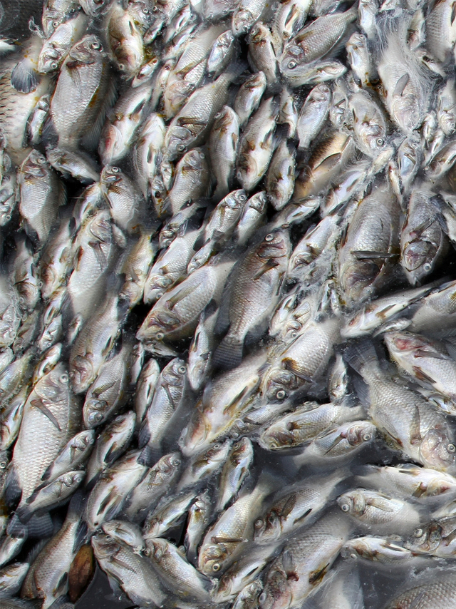 Ribuan ikan karamba jaring apung mati di Danau Maninjau, Kabupaten Agam, Sumatera Barat, Kamis (29/4). Foto: Muhammad Arif Pribadi/Antara Foto
