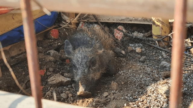 Babi ngepet yang diamankan warga RT2/4, Kelurahan Bedahan, Kecamatan Sawangan, Kota Depok. Foto: Dok. Istimewa