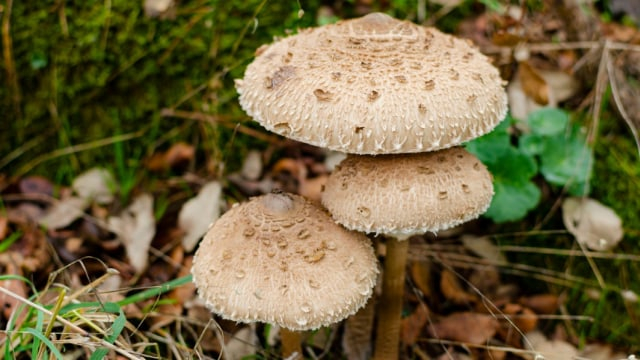 Ilustrasi jamur atau fungi. Foto: Shutterstock