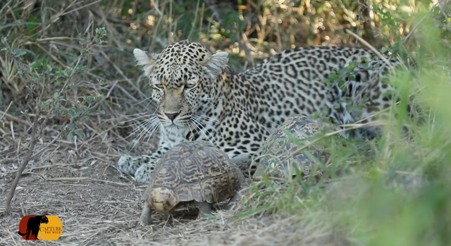 Aksi berburu macan tutul terganggu karena kura-kura kawin Foto: Capture The Wild/YouTube