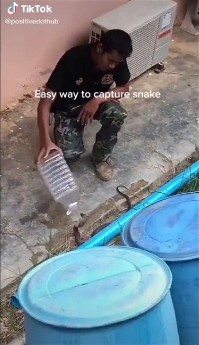 Viral aksi santai seorang lelaki menangkap ular kobra dengan galon air berukuran kecil. (Foto: TikTok/@positivedothub)