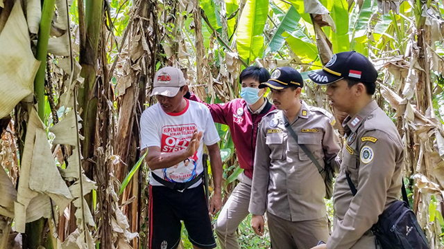Karantina Pertanian Manado saat mengunjungi langsung lahan pertanian tanaman pisang Abaka di Talaud. Pisang abaka ini menghasilkan serat yang sangat kuat jika diolah dengan benar. (foto: dokumen istimewa)
