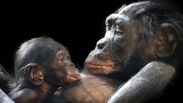 Primata adalah mamalia cerdas dan memiliki alis yang jarang dikonsumsi oleh manusia. Foto: Pixabay