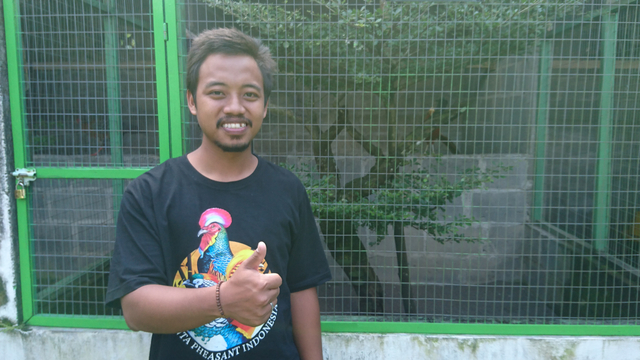 Mengintip Penangkaran Merak Hijau Pertama di Jogja (72659)
