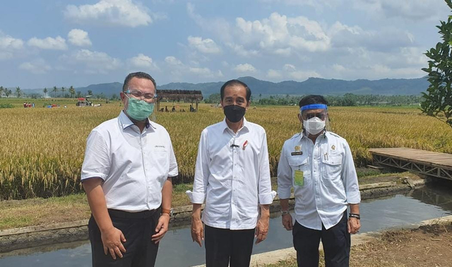 Padi IPB 3S, Dipuji Jokowi Hasilkan 11 Ton Per Hektar