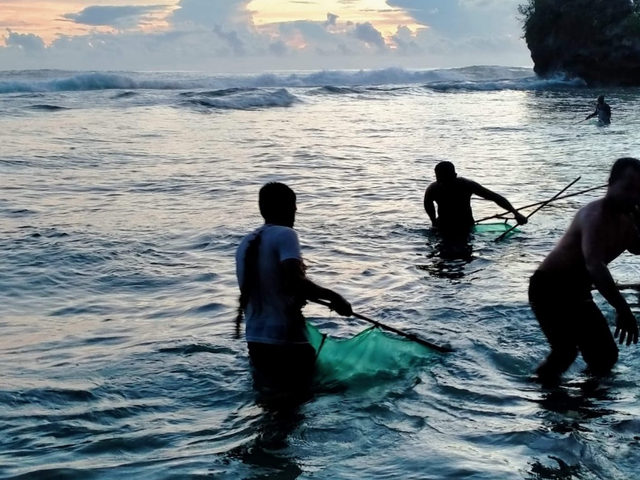 Melihat Tradisi Mencari Cacing Laut Di Pulau Morotai Maluku Utara