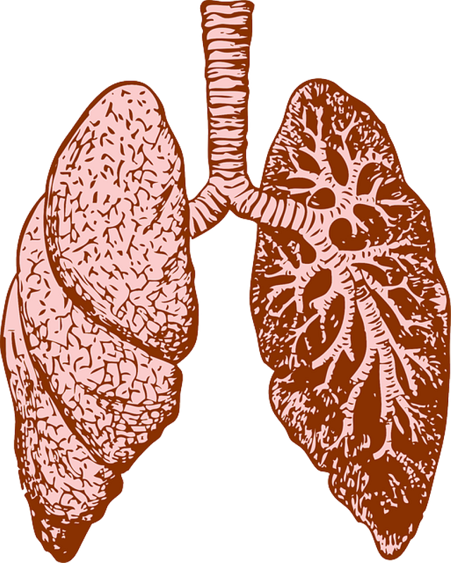 ilustrasi paru-paru sebagai organ dalam mekanisme pernapasan manusia. Foto: Https://pixabay/