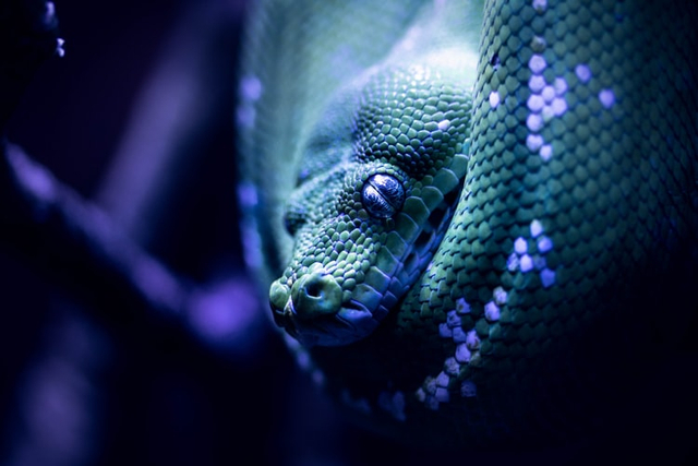 Ilustrasi Ular Foto: Unsplash