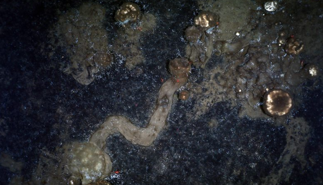 Gambar ini menunjukkan jejak yang ditinggalkan oleh spons saat mereka merangkak di dasar laut.  Foto: Current Biology