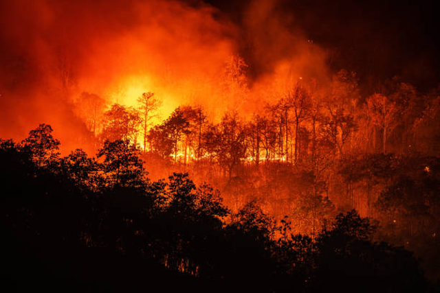 Kebakaran hutan termasuk ke dalam contoh kiamat sugra Foto: iStock