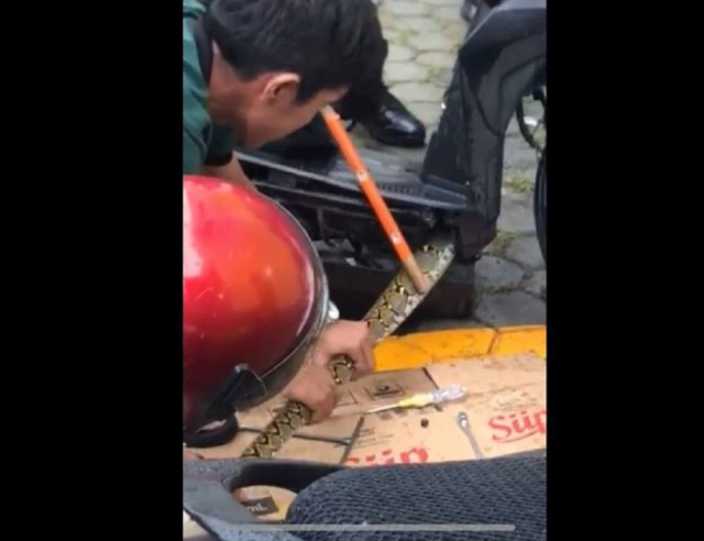 Seekor ular sanca ditarik warga dari sepeda motor yang terparkir di Karimun. (Foto: tangkapan layar video)