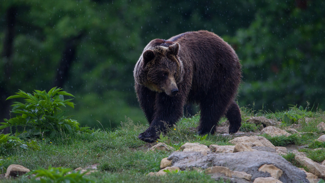 Ilustrasi beruang coklat Rumania. Foto: Shutter Stock