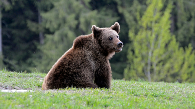 Ilustrasi beruang coklat Rumania. Foto: Shutter Stock