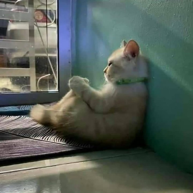 Viral skripsi langsung di-ACC usai mahasiswa pasang foto profil bergambar kucing depresi di WhatsApp. (Foto: Twitter/@127do0)  
