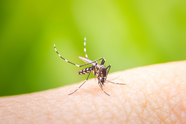 Ilustrasi nyamuk menggigit kulit manusia. Foto: Shutterstock